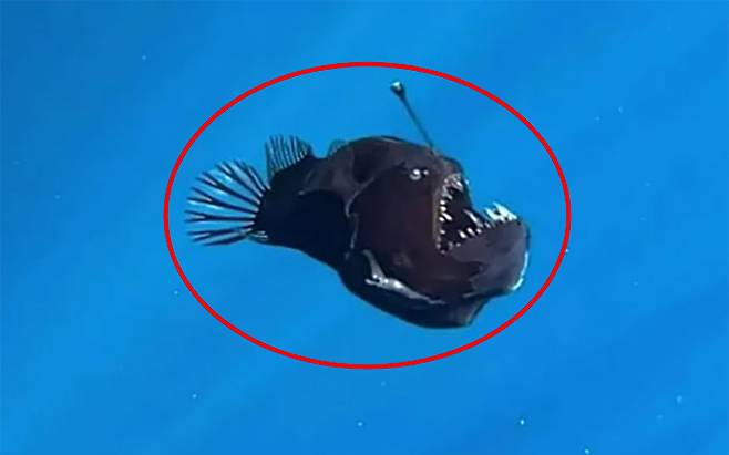 '악마의 물고기'로 불리는 심해어가 스페인 카나리아제도 테네리페섬 해안에서 포착돼 화제다. /사진=데이비드 자라 인스타그램