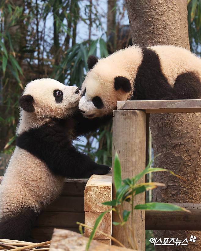 에버랜드 판다월드의 루이바오, 후이바오. 엑스포츠뉴스 DB