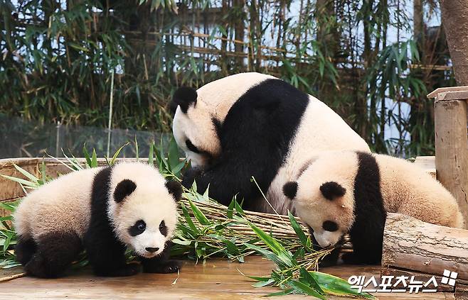 에버랜드 판다월드의 루이바오, 후이바오. 엑스포츠뉴스 DB