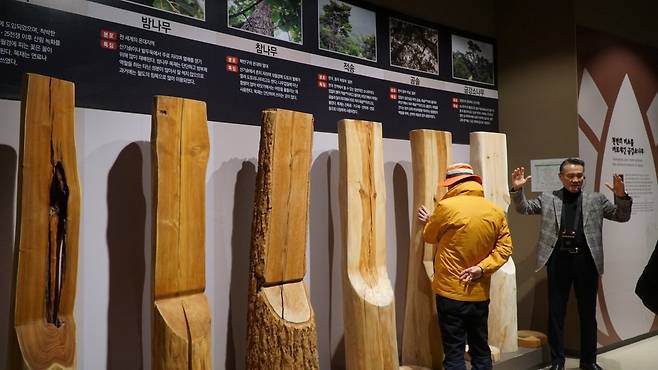 금강송 에코리움의 전시관에서 소나무 종류별 목재의 특징과 사용처에 대해 설명하는 울진군 해설사   울진｜김재범 기자 oldfield@donga.com