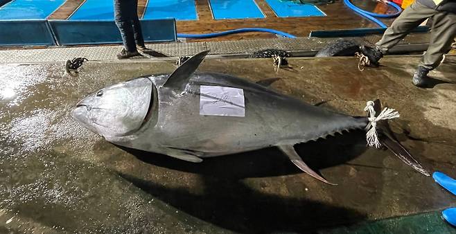 동해안에서는 좀처럼 보기 힘든 대형 참다랑어 한마리가 경북 영덕군 강구면 삼사리 앞 바다에서 혼획됐다. /뉴스1
