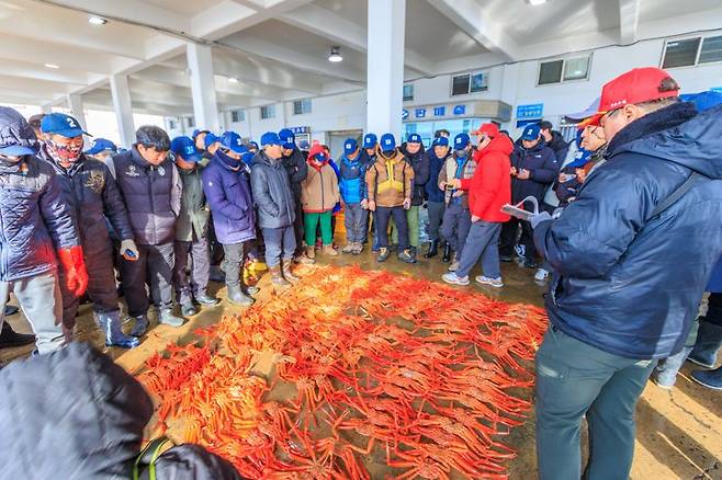 경북 울진 후포항 붉은대게 위판장 / 울진군 제공