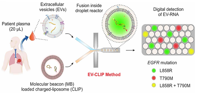 EV-CLIP 분석의 원리. 머리카락보다 가는 관으로 이뤄진 미세 액적 반응기 내부에서 분자 비콘을 함유하고있는 리포좀(CLIP)과 나노소포체 (EV)의 융합 반응을 통해 EV 내부의 mRNA를 디지털 검출한다. 유니스트 제공