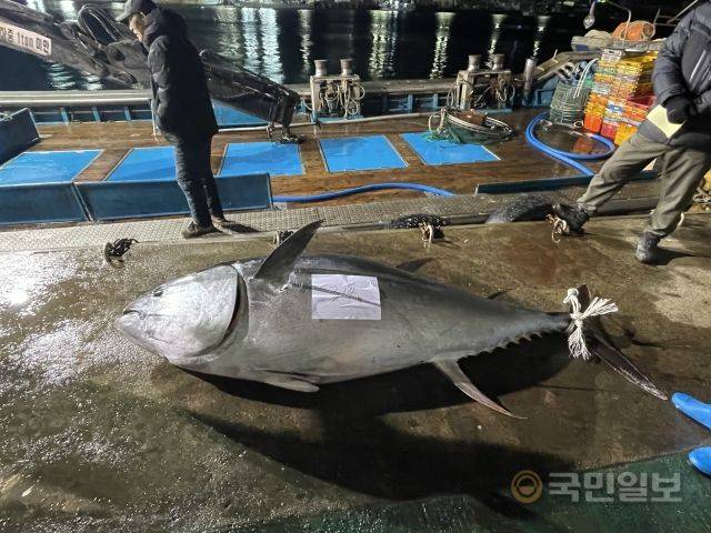영덕군 강구면에서 잡힌 314kg 참다랑어. 영덕군 제공