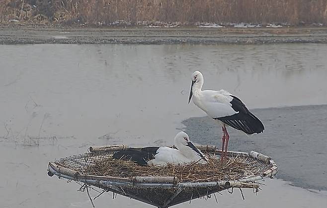 AKR20250213115100063_01_i_P4.jpg 황새 부부 서산서 3년 연속 사랑의 결실 (24시간 라이브방송중)