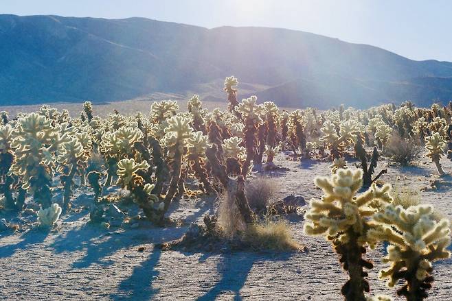 KakaoTalk_20250214_220055056_08.jpg [여행기]44일간 미국여행 10~11 / 조슈아트리