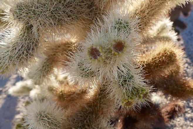 KakaoTalk_20250214_230919460.jpg [여행기]44일간 미국여행 10~11 / 조슈아트리