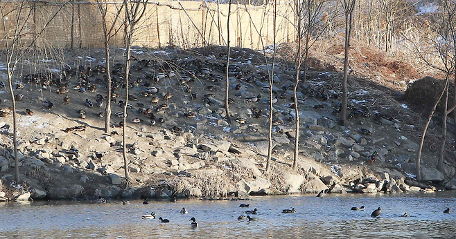 지난 8일 서울 성동구 중랑천에서 원앙들이 탐조객들이 뿌린 볍씨을 먹고 있다.[환경재단 제공]