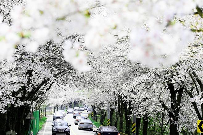 대청호 벚꽃길