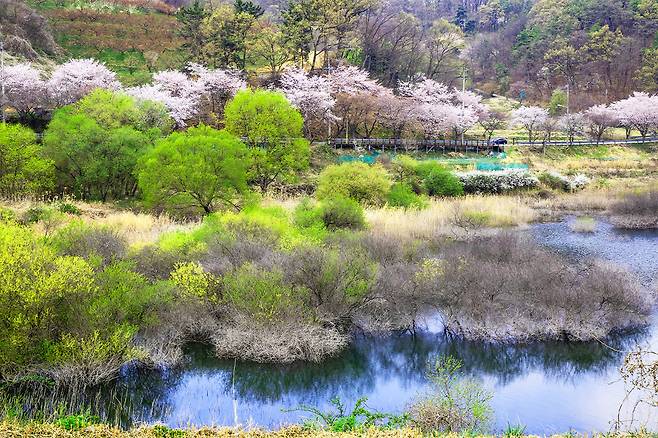 대전 대청호 벚꽃