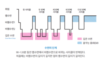 7시간을 자도 피곤한 이유…잠도 '골든타임'이 있다
