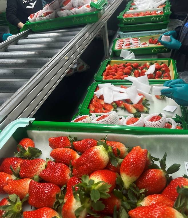 이랜드 물류 센터에 입고된 딸기들. 사진=이랜드팜앤푸드 제공