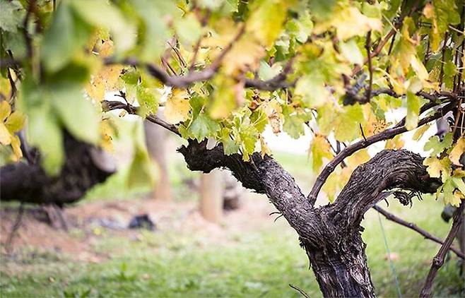 모닝턴 페닌슐라 피노누아.&nbsp; 모닝턴페닌슐라와인협회