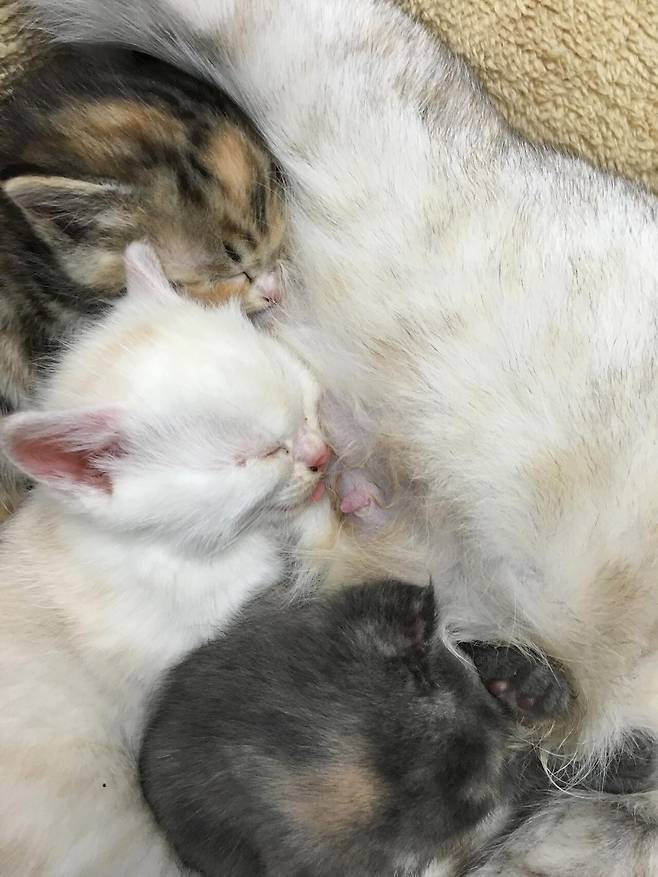 써스컷이 데려온 새끼 고양이들. ⓒ남형도 제공