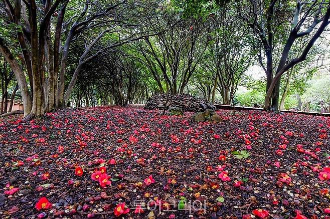 여수 오동도 동백/사진제공-여수시