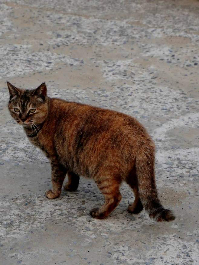 098ef376b58069f42095e69236ef203e86cd8dc4a86cc8c587