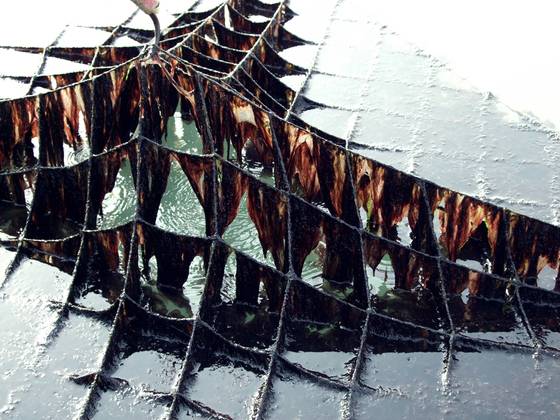 한국에서 생산한 'K-GIM'은 2년 연속 1조원 이상의 수출 실적을 내며 '검은 반도체'라고 불린다. ⓒ국립수산과학원