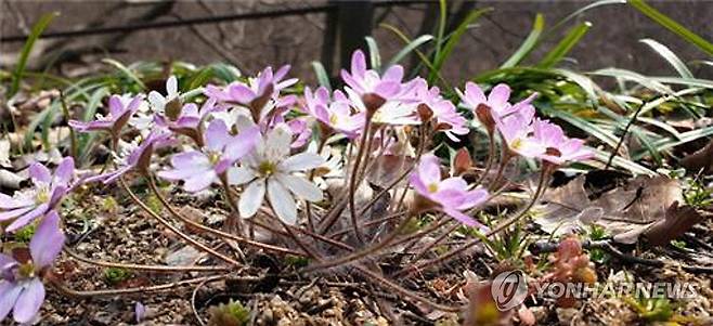 변산반도에 피어난 노루귀 [변산반도 국립공원사무소 제공]