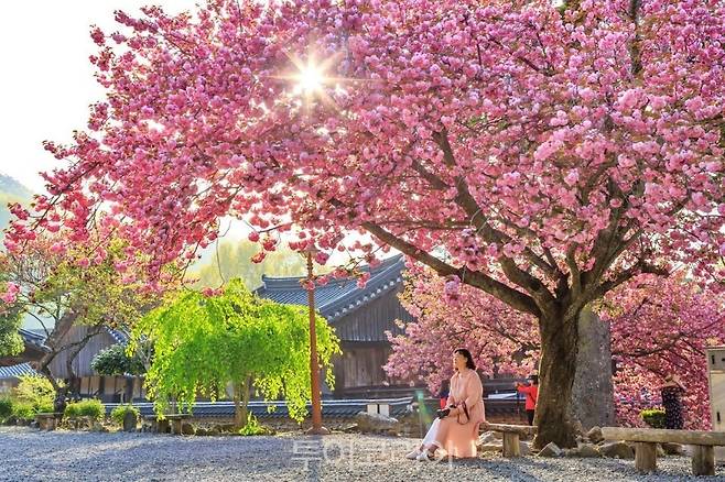 &nbsp;겹벚꽃 핀 선암사 /사진-순천시