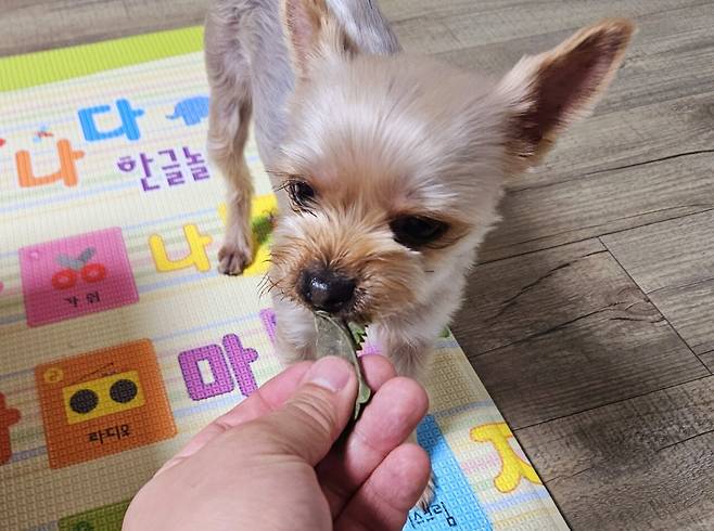 20250217_203713.jpg 저녁 통삼겹살로 한잔