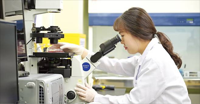 KGC인삼공사 R&D본부 연구원이 홍삼의 성분 등을 연구하고 있다.  KGC인삼공사 제공