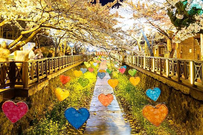 진해 유채꽃과 벚꽃 풍경