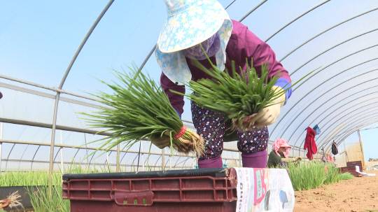 예산군 신암면 탄중리 시설하우스에서 한 아주머니가 쪽파를 수확하고 있다. 예산군 제공