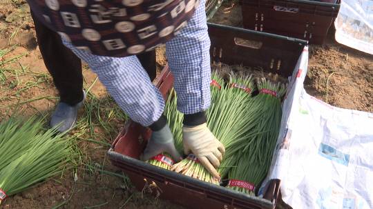 예산군 신암면 탄중리 시설하우스에서 한 아주머니가 쪽파를 수확하고 있다. 예산군 제공