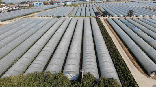 예산군 오가면, 신암면 일대에 형성된 쪽파 시설하우스 전경. 예산군 제공