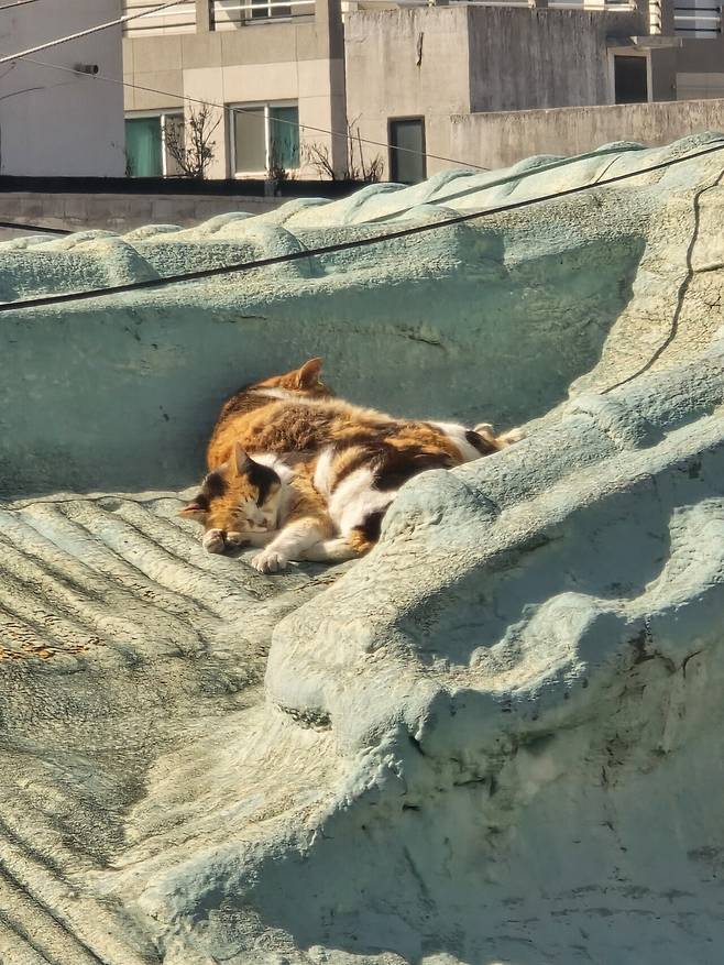 20250220_113447.jpg 고양이 팔자 상팔자 . jpg