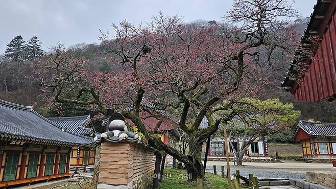 2024년 3월 중순 백양사 고불매의 꽃 핀 모습