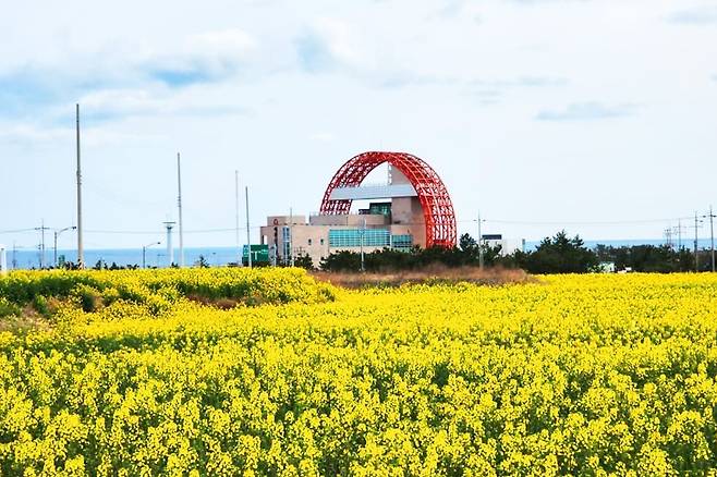 포항 호미곶유채꽃밭