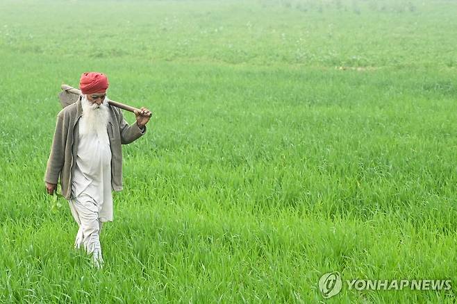인도 펀자브주 밀밭 [AFP 연합뉴스 자료사진. 재판매 및 DB 금지]
