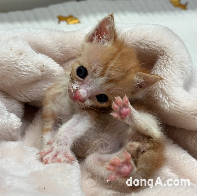 이강태·태라 부부가 돌본 새끼 고양이 ‘명길이’ (포캣멍센터 제공.)