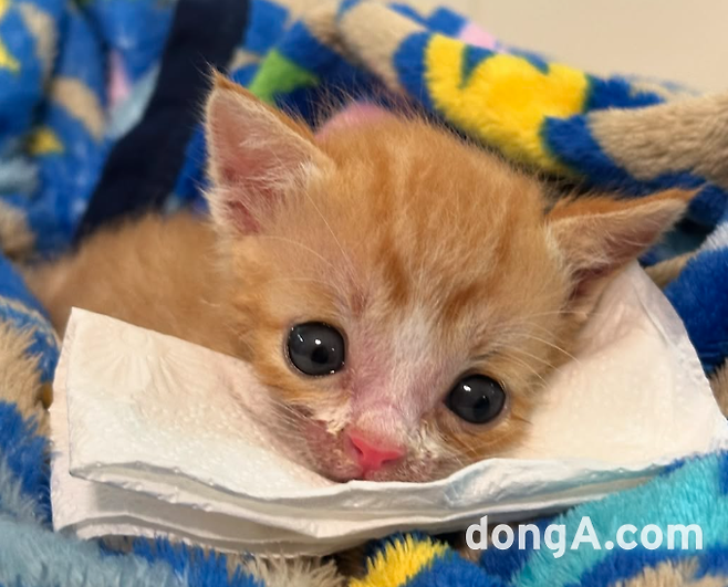 이강태·태라 부부가 돌본 새끼 고양이 ‘명길이’ (포캣멍센터 제공.)