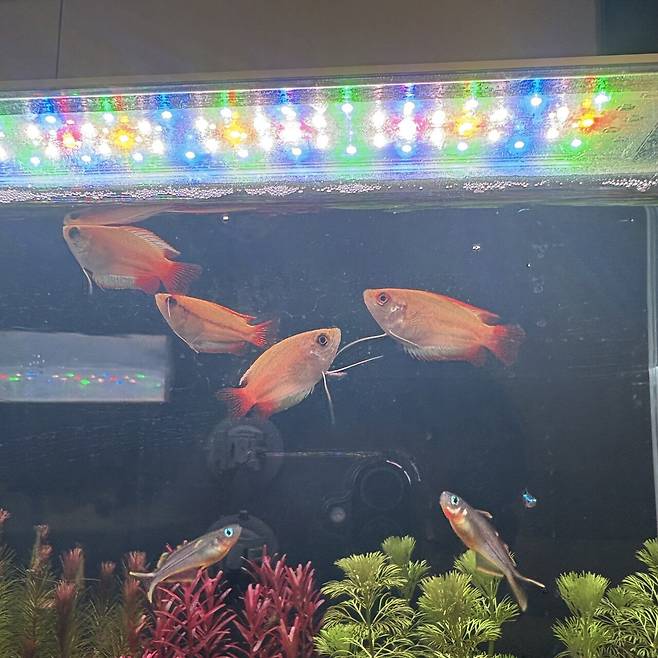 IMG_5839.jpeg 이렇게나 이쁘고 귀여운데 물고기는 포텐 못감????
