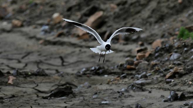 새만금 수라갯벌을 다룬 황윤 감독 다큐멘터리 ‘수라’의 한 장면. 스튜디오두마 제공