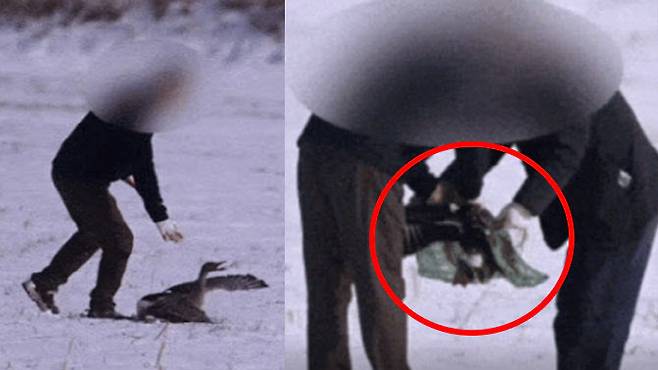 지난 1월 전북 김제시의 한 노지에서 불법으로 큰기러기를 포획하는 모습 (사진=동물자유연대)