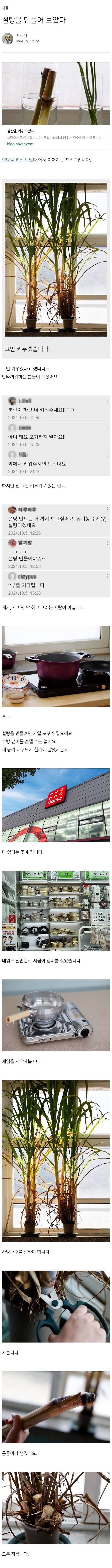 sug1.jpg 집에서 키운 사탕수수로 설탕을 만드는 드루이드