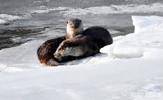 ‘함께 있어서 따뜻해요’지난 14일 오전 강원도 인제군 내린천에서 먹이활동을 마친 후 함께 온기를 나누는 수달가족을 만났다.물가 서식 동물로 알려진 수달은 겨울철 활동이 위축될 것이라는 선입견이 있으나, 실제로는 추운 계절에도 활발하게 움직이는 생명력을 지니고 있다. 포유류 중에서도 특히 털의 밀도가 높은 수달은 물속에서도 체온을 유지할 수 있어 혹한의 날씨에도 안정적인 활동이 가능하다. 수달은 개체 수가 줄면서 1982년 천연기념물 제330호로 지정된 수달은 2012년부터 멸종위기 야생생물 1종으로 지정돼 보호받고 있다.