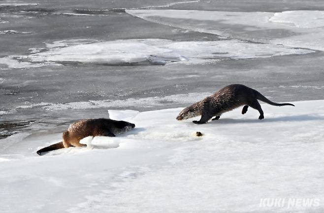 ‘사랑 찾아…’먹이활동을 마친 수달 수컷이 암컷이 있는 곳으로 향하고 있다. 수달은&nbsp; 1~2년에 한 번 번식 하며 교미 시기는 1~2월이다. 교미는 주로 물속에서 하며 임신 기간은 63~70일이다. 새끼는 평균 2마리를 낳는다.&nbsp;