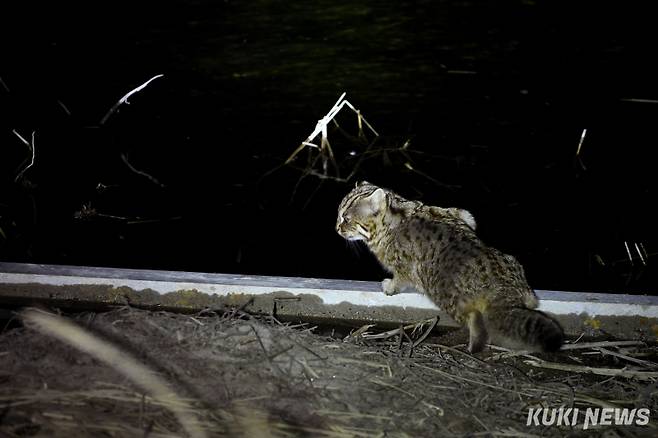 "어디서 맛난 냄새가 나는데…"삵은 시각·청각·후각이 매우 발달했다. 특히 어두운 곳에서는 눈동자가 완전히 벌어져 조금만 빛이 있어도 사물을 볼 수가 있다. 새끼는 5월경 빈 나무구멍에 4, 5마리를 낳는다.&nbsp;