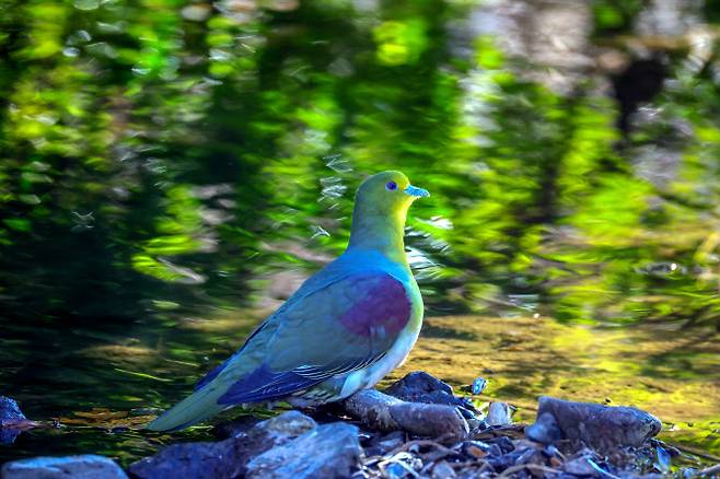지난 19일 울산 남구에 위치한 울산대공원에서 국내 발견이 힘든 희귀 새인 ‘녹색비둘기’가 포착됐다. 사진은 짹짹휴게소 윤기득 사진작가가 촬영한 녹색비둘기 모습.(사진=울산광역시)