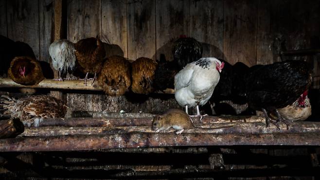 미국 농무부는 두 건의 가금류 조류독감 발병이 보고된 캘리포니아주 리버사이드 카운티에서 조류독감 바이러스에 감염된 4마리의 곰쥐를 발견했다고 밝혔다.(기사와 직접적 관련 없는 자료사진) [사진= 게티이미지뱅크]
