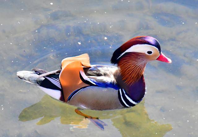 서울 성동구 중랑천에 살고 있는 원앙. 최종인씨 제공