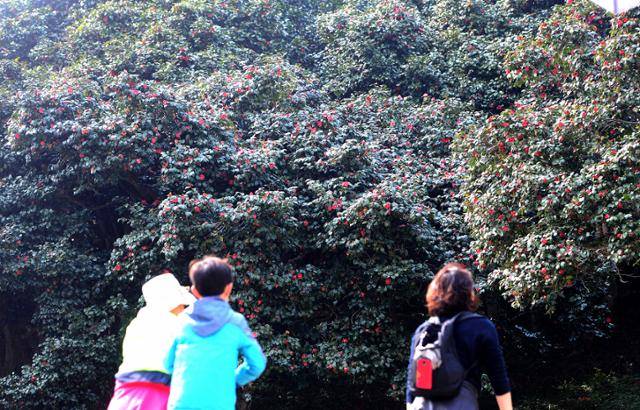 고창 선운사 동백은 4월까지 피기 때문에 춘백으로 불린다.