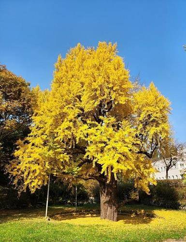 구리시 아천동 한국석유공사 내 은행나무 [허득천 씨 제공. 재판매 및 DB 금지]