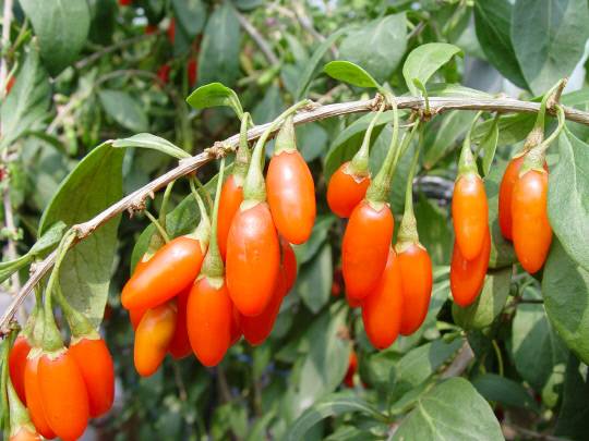 청양지역에서 생산되는 구기자 '화수'