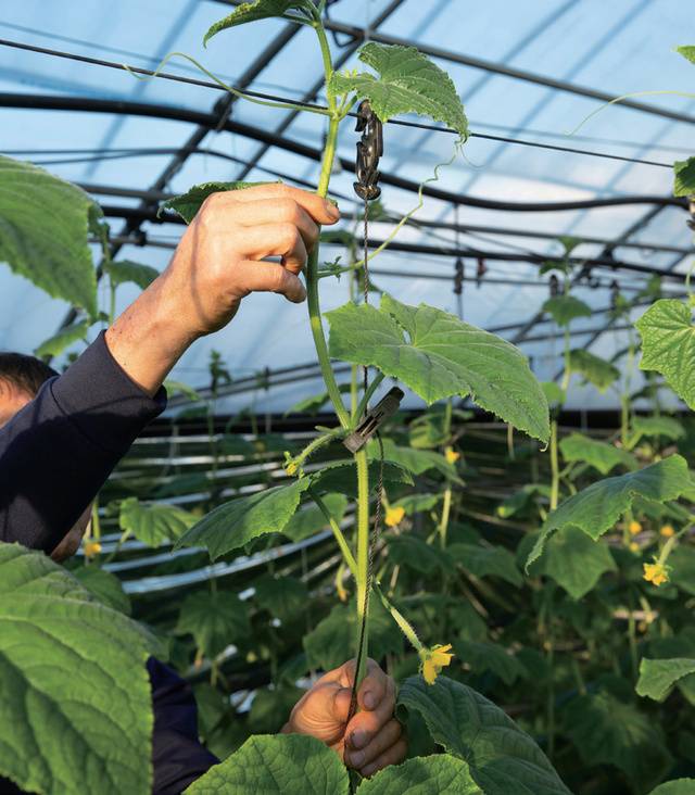 위에서 3~4번째 마디에 꽃이 피게 만들어야 품질과 수량이 잘 나온다.