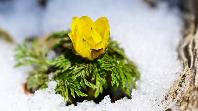 제주 한라산 주변 자생지에서 지난 14일 꽃을 피운 세복수초가 봄소식을 전하고 있다. /산림청 국립산림과학원 난대·아열대산림연구소 제공